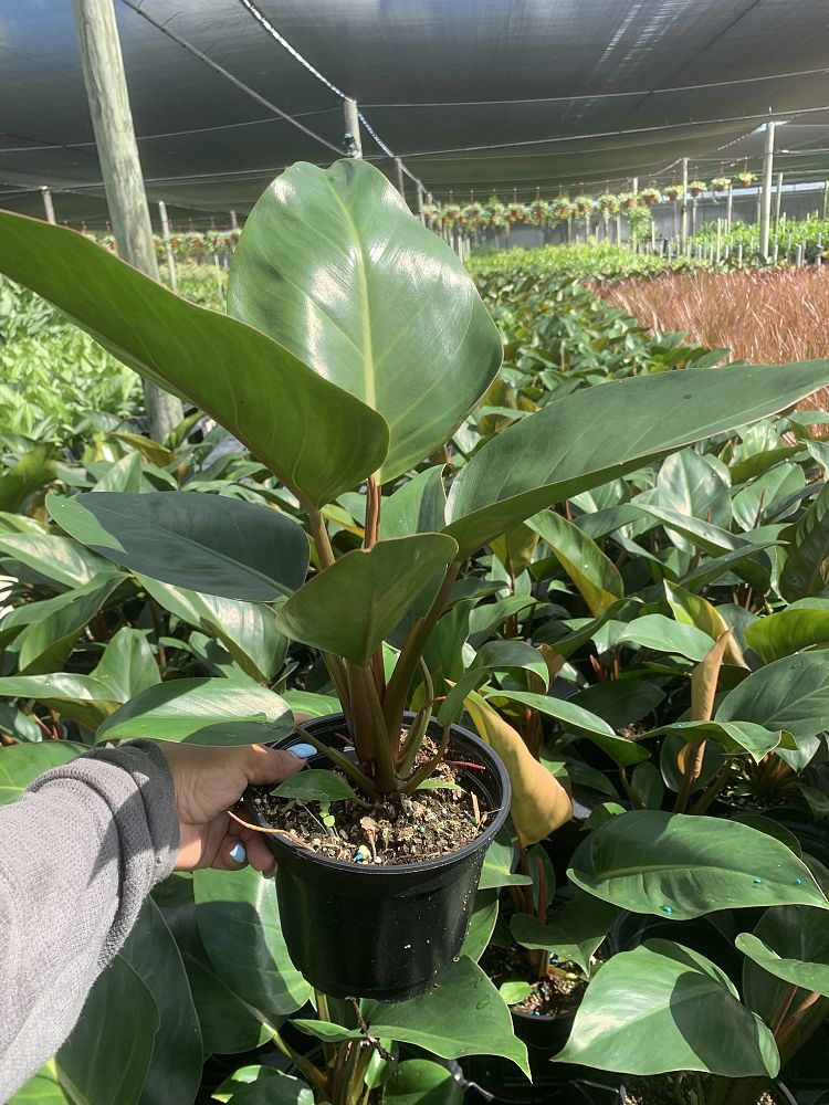 philodendron-rojo-congo-red-congo-philodendron
