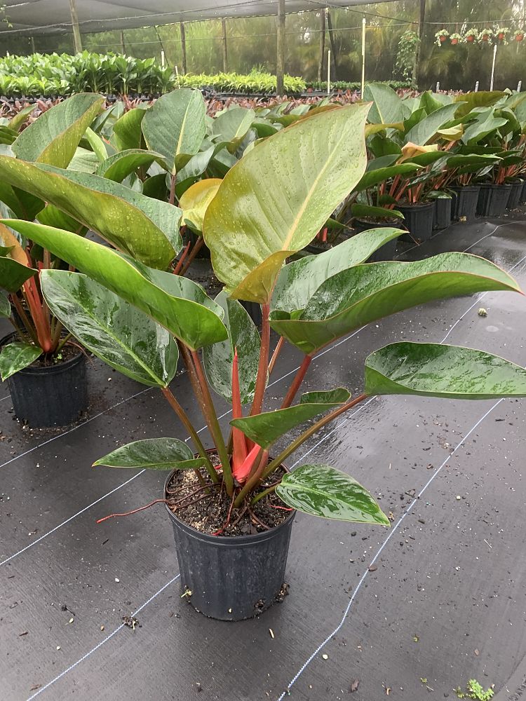 philodendron-rojo-congo-red-congo-philodendron