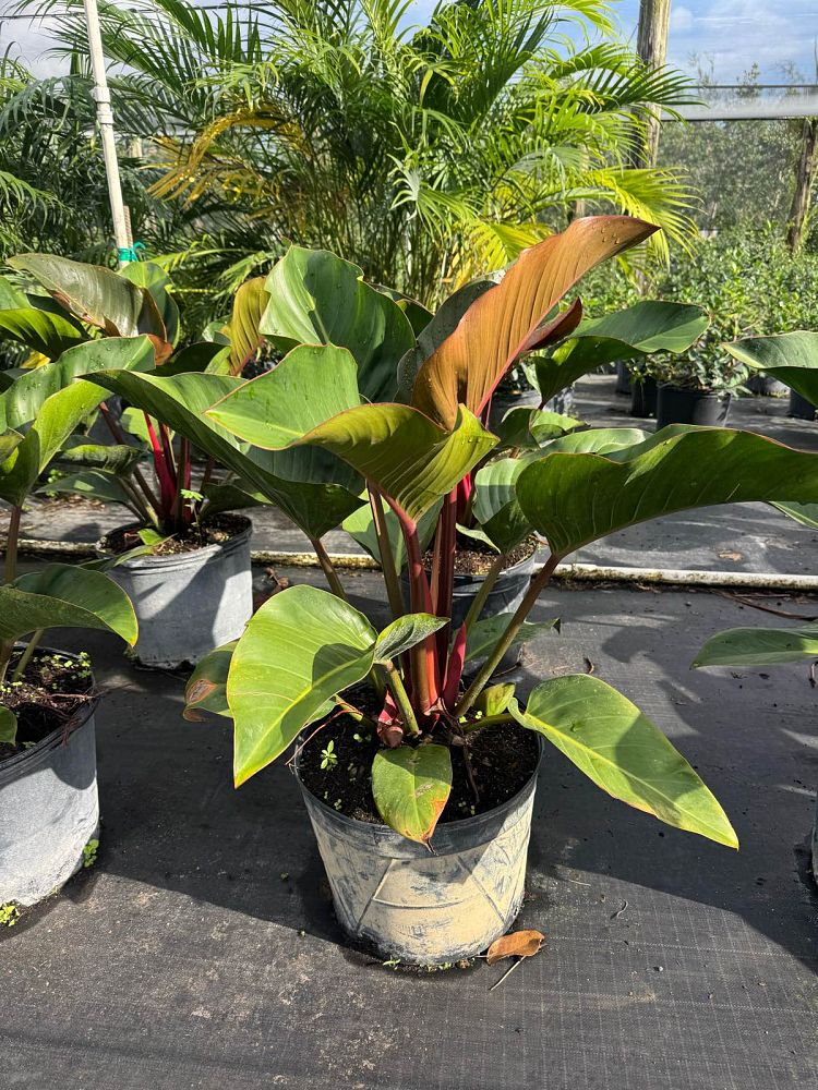 philodendron-rojo-congo-red-congo-philodendron
