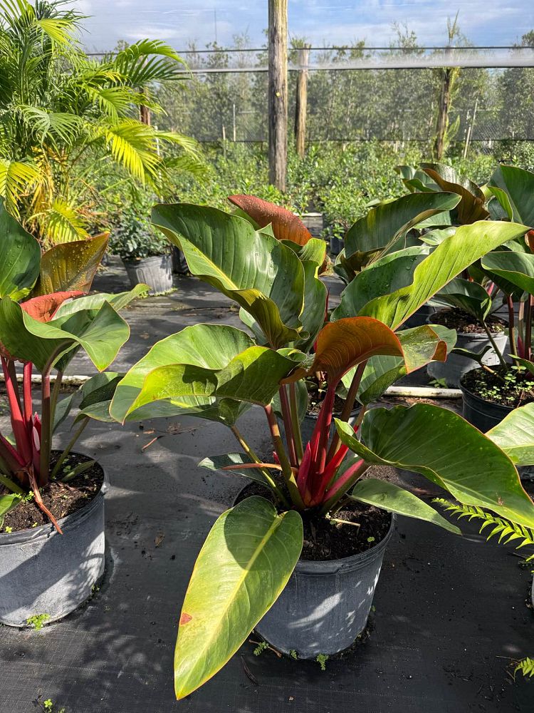 philodendron-rojo-congo-red-congo-philodendron
