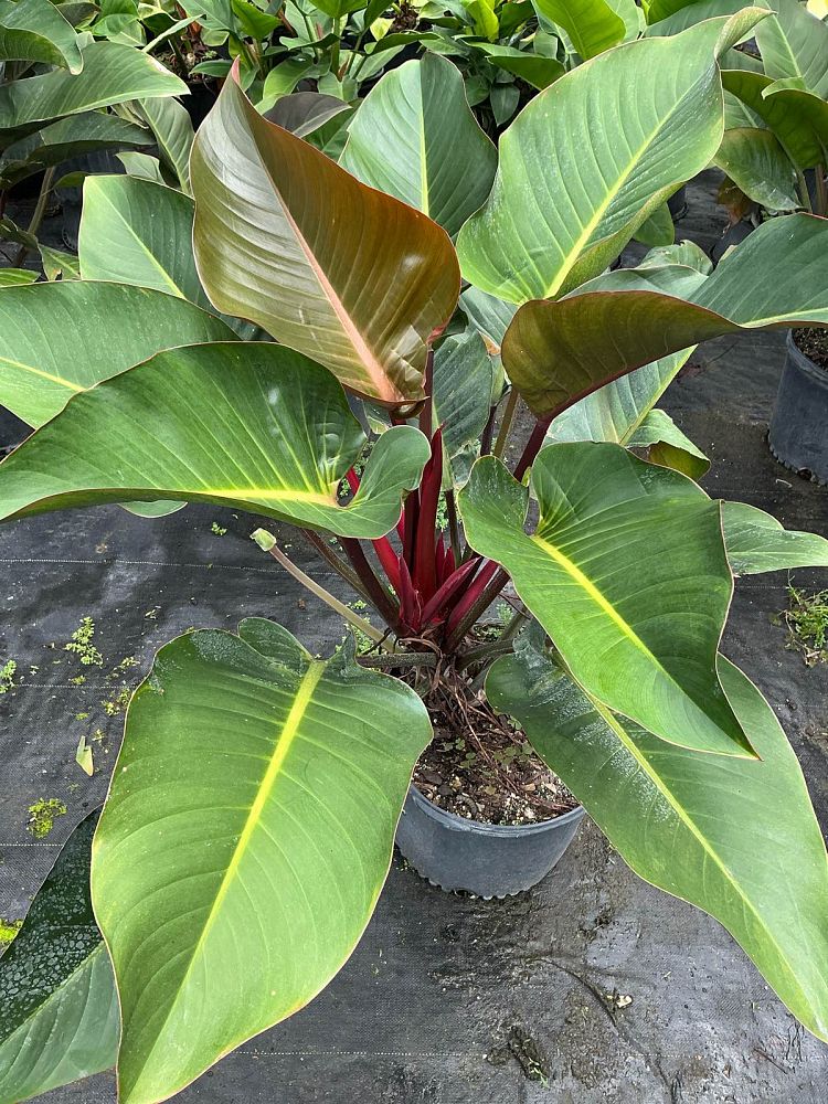 philodendron-rojo-congo-red-congo-philodendron