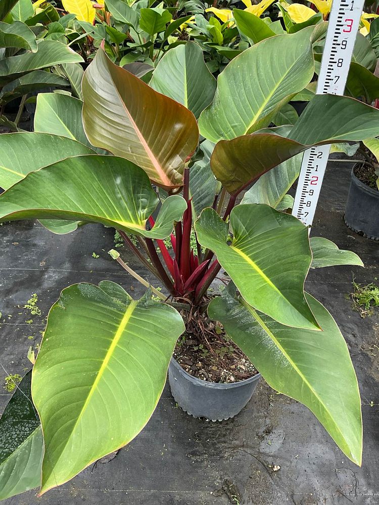 philodendron-rojo-congo-red-congo-philodendron