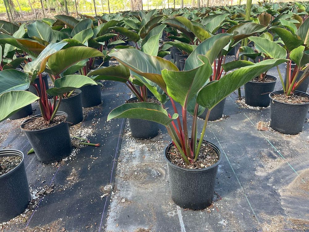 philodendron-rojo-congo-red-congo-philodendron