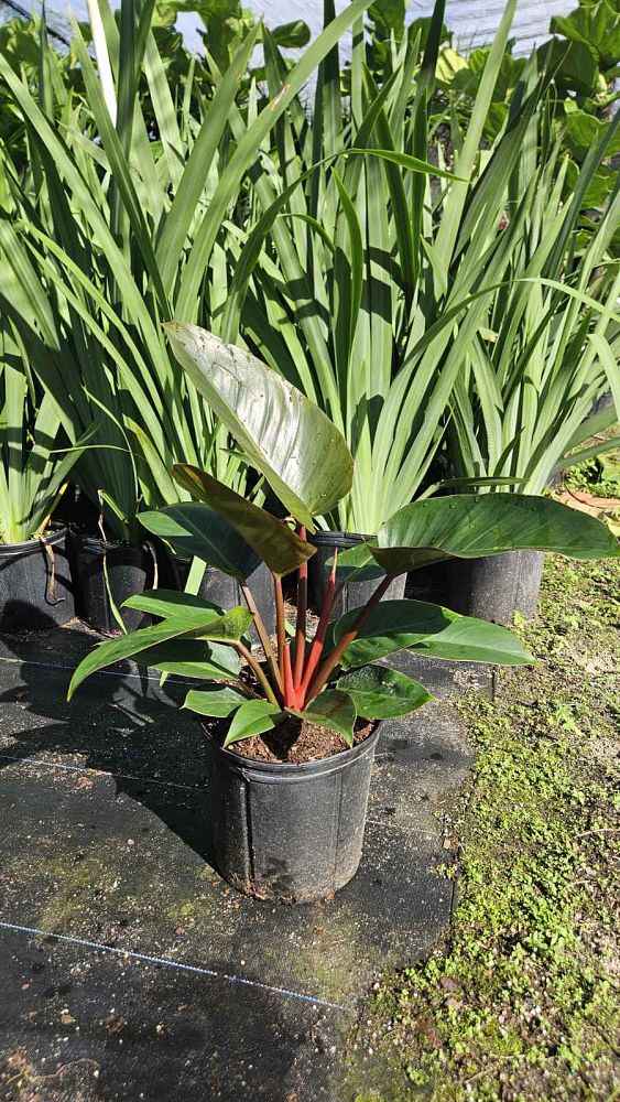 philodendron-rojo-congo-red-congo-philodendron