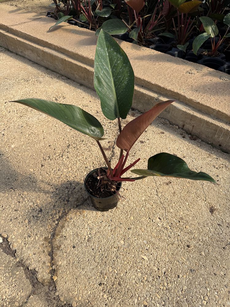 philodendron-rojo-congo-red-congo-philodendron