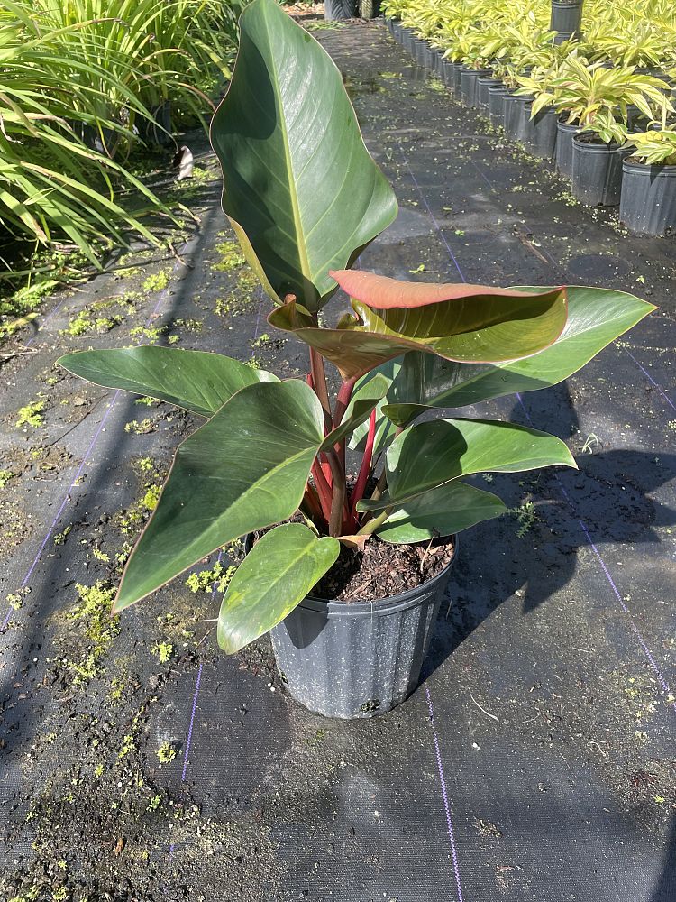 philodendron-rojo-congo-red-congo-philodendron