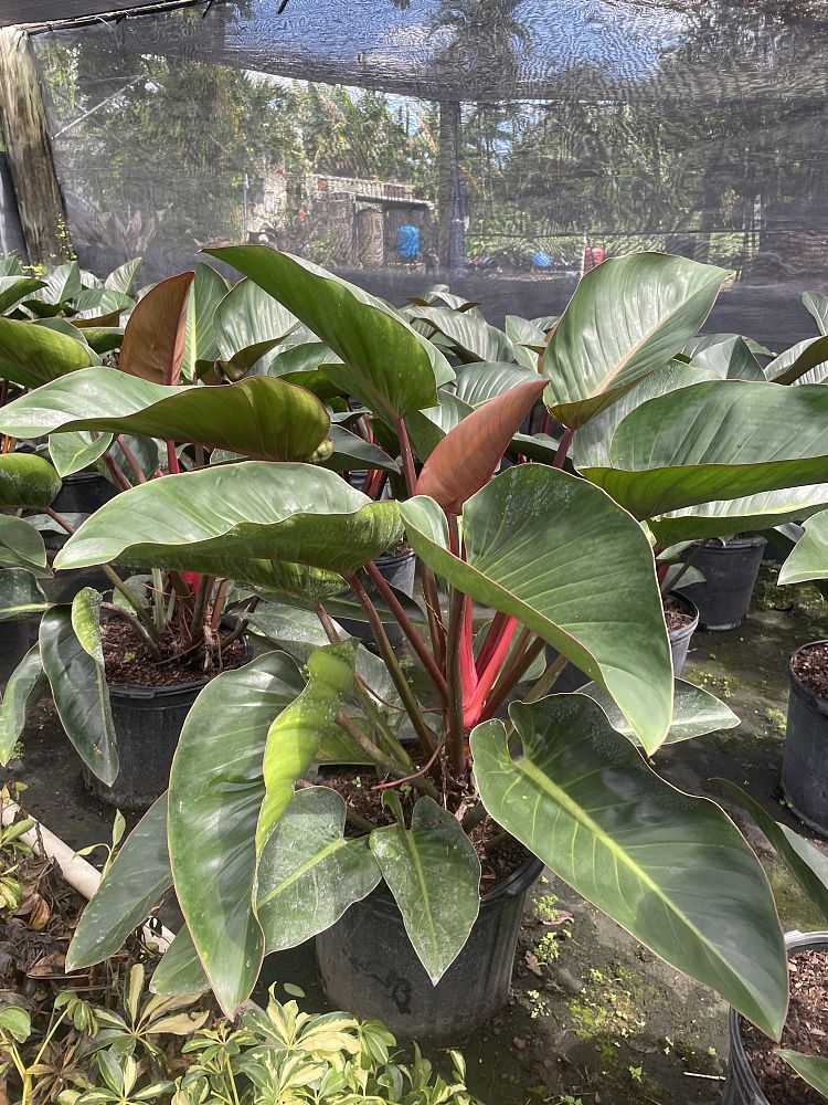 philodendron-rojo-congo-red-congo-philodendron