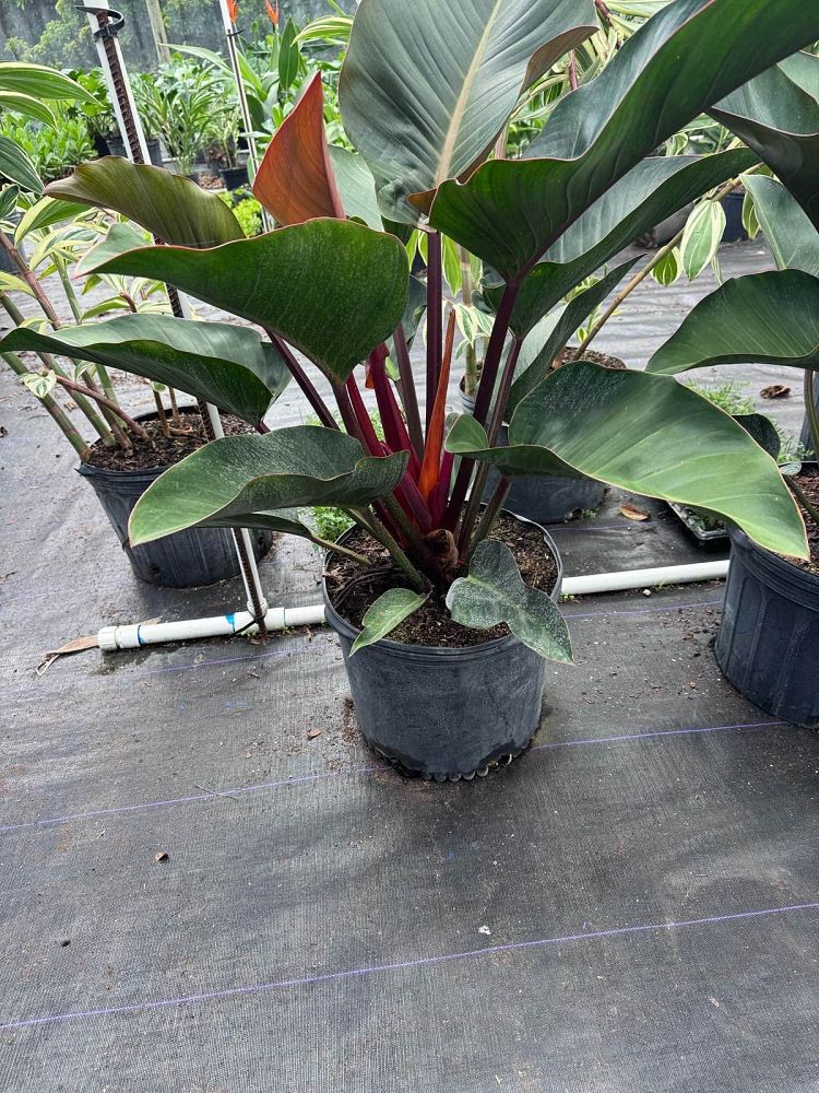 philodendron-rojo-congo-red-congo-philodendron