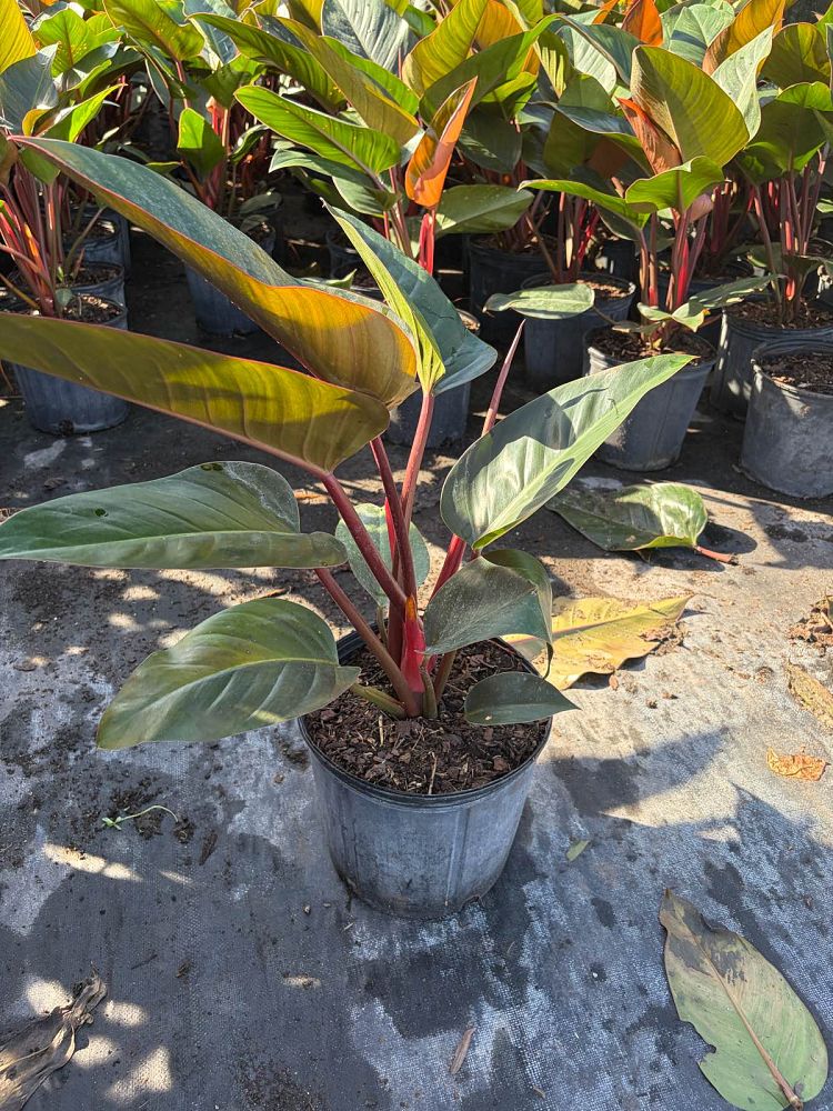 philodendron-rojo-congo-red-congo-philodendron