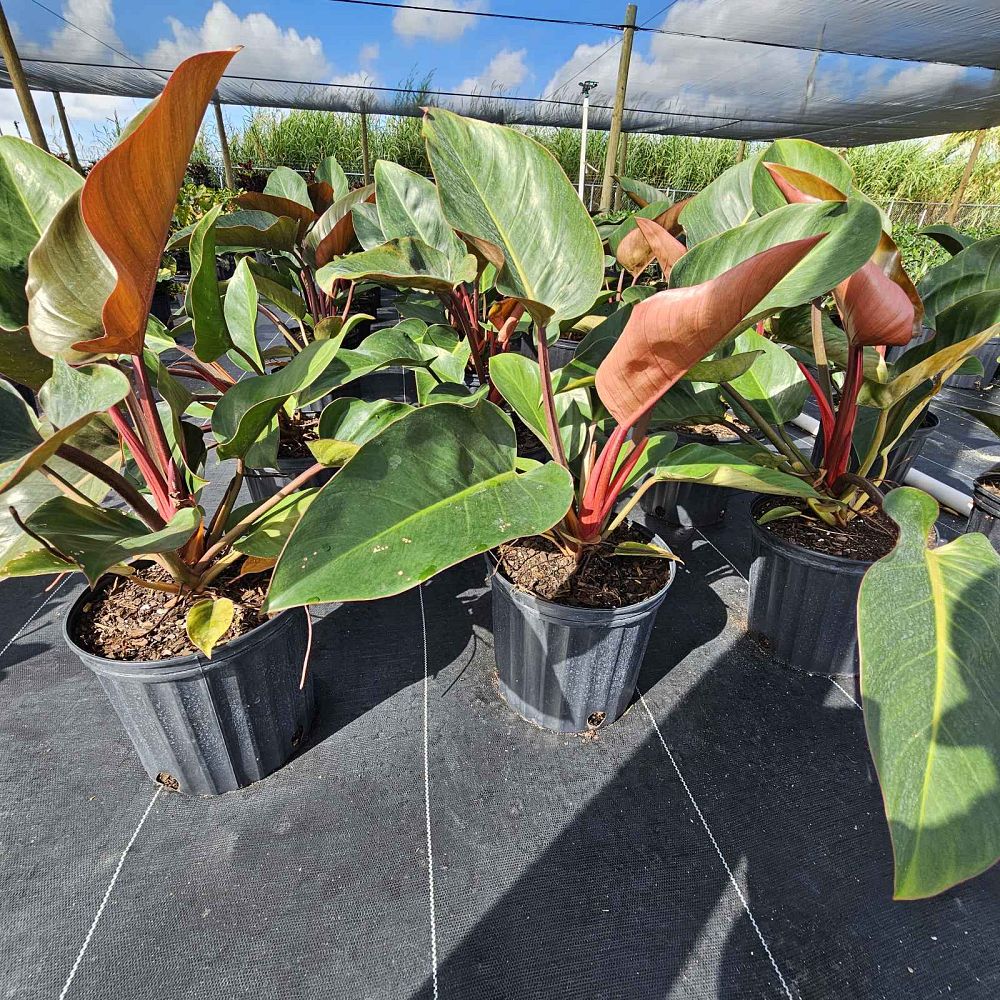 philodendron-rojo-congo-red-congo-philodendron