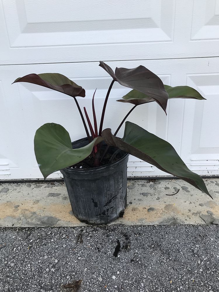 philodendron-royal-queen