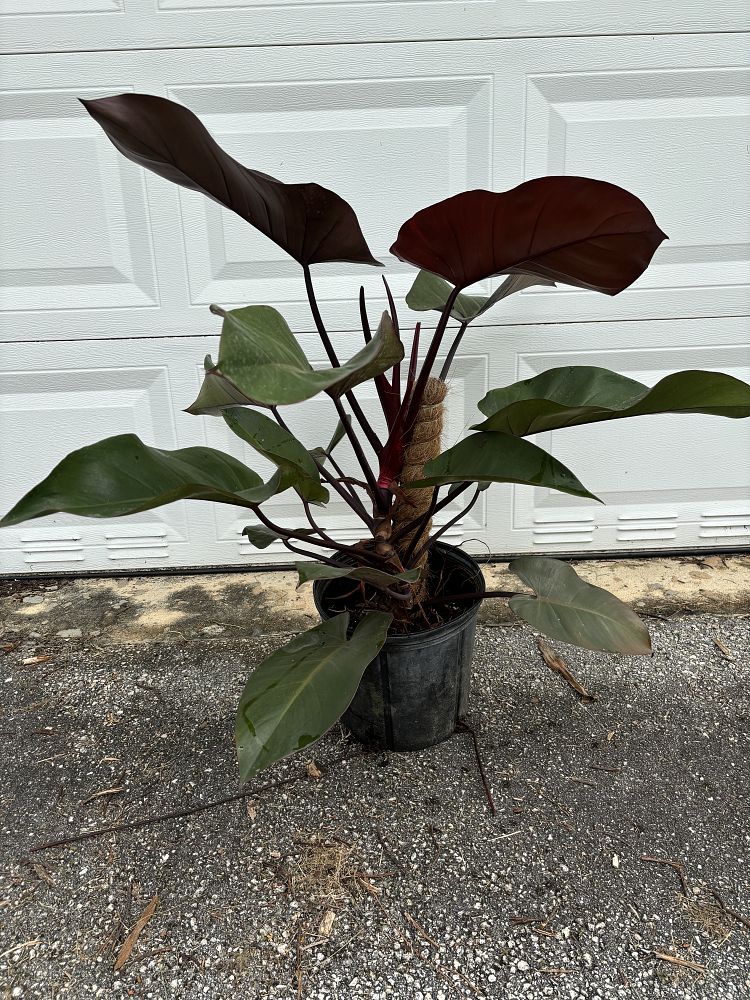 philodendron-royal-queen