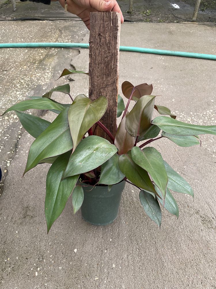 philodendron-royal-queen