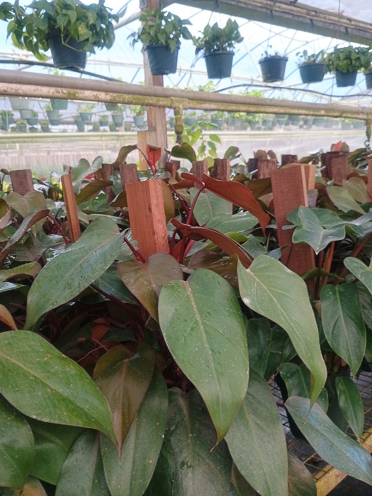 philodendron-royal-queen