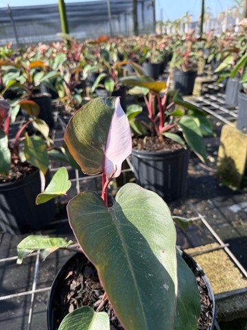 philodendron-rubrum