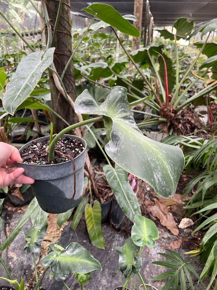 philodendron-rugosum-naugahyde-philodendron