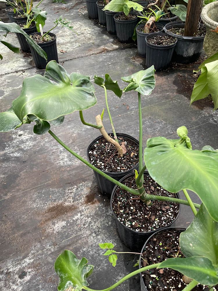 philodendron-rugosum-naugahyde-philodendron