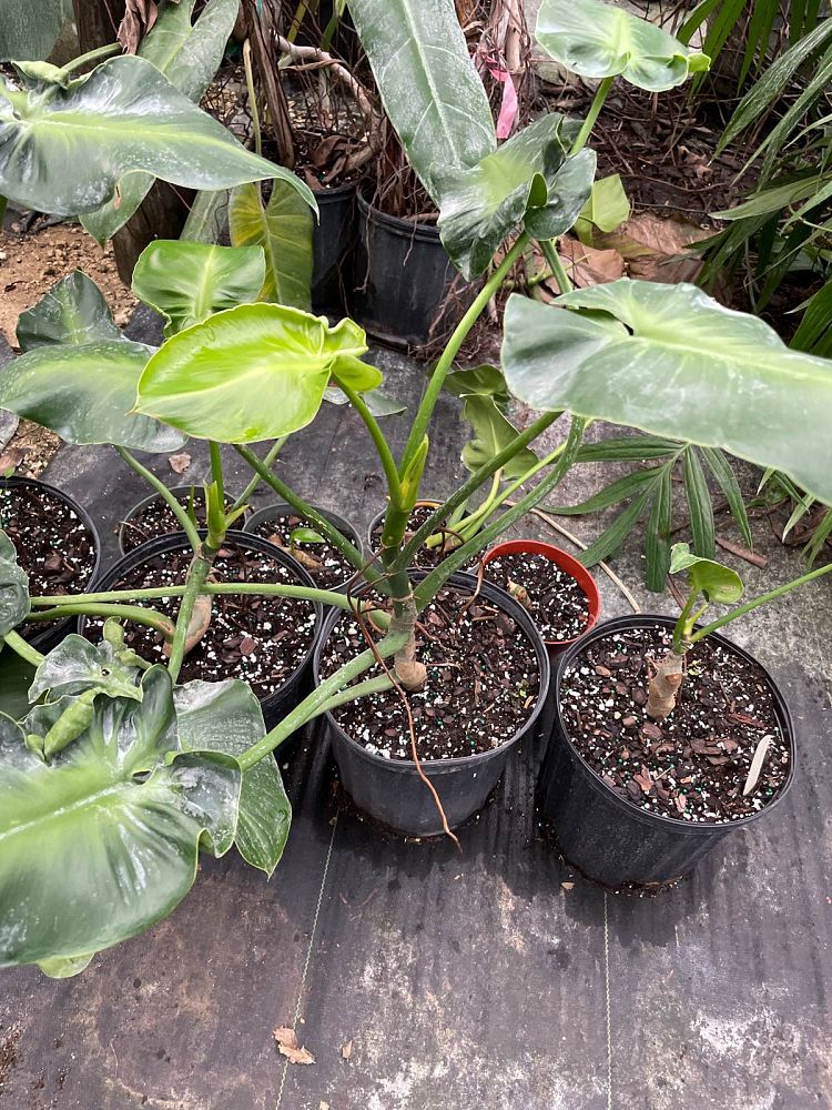 philodendron-rugosum-naugahyde-philodendron