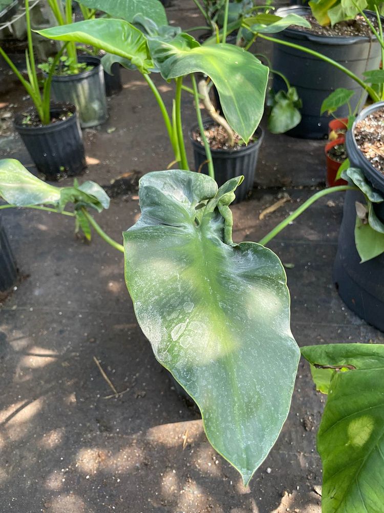 philodendron-rugosum-naugahyde-philodendron