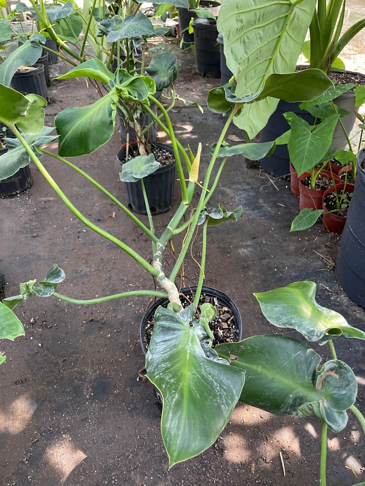 philodendron-rugosum-naugahyde-philodendron