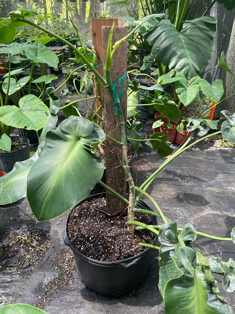 philodendron-rugosum-naugahyde-philodendron
