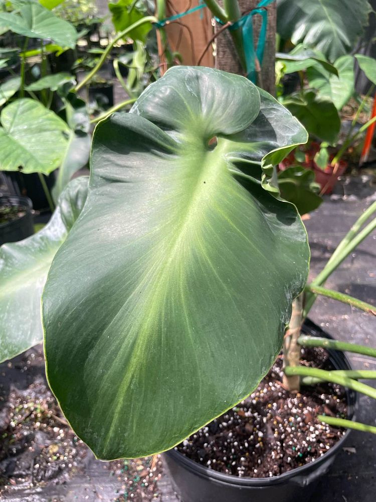 philodendron-rugosum-naugahyde-philodendron
