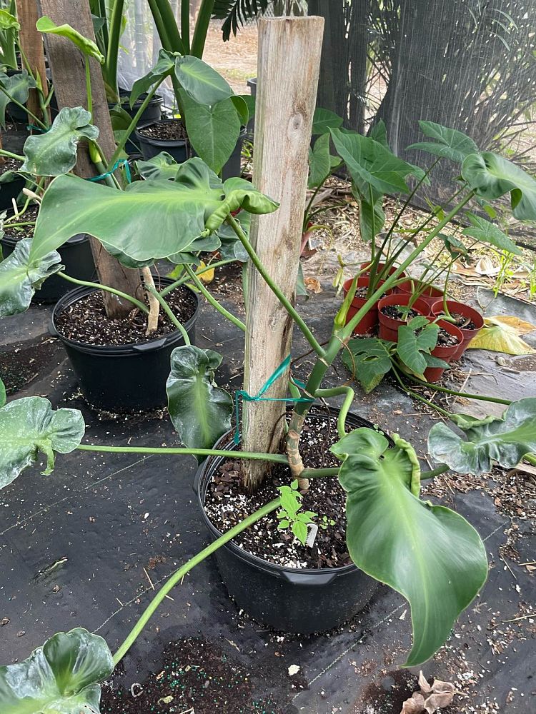 philodendron-rugosum-naugahyde-philodendron