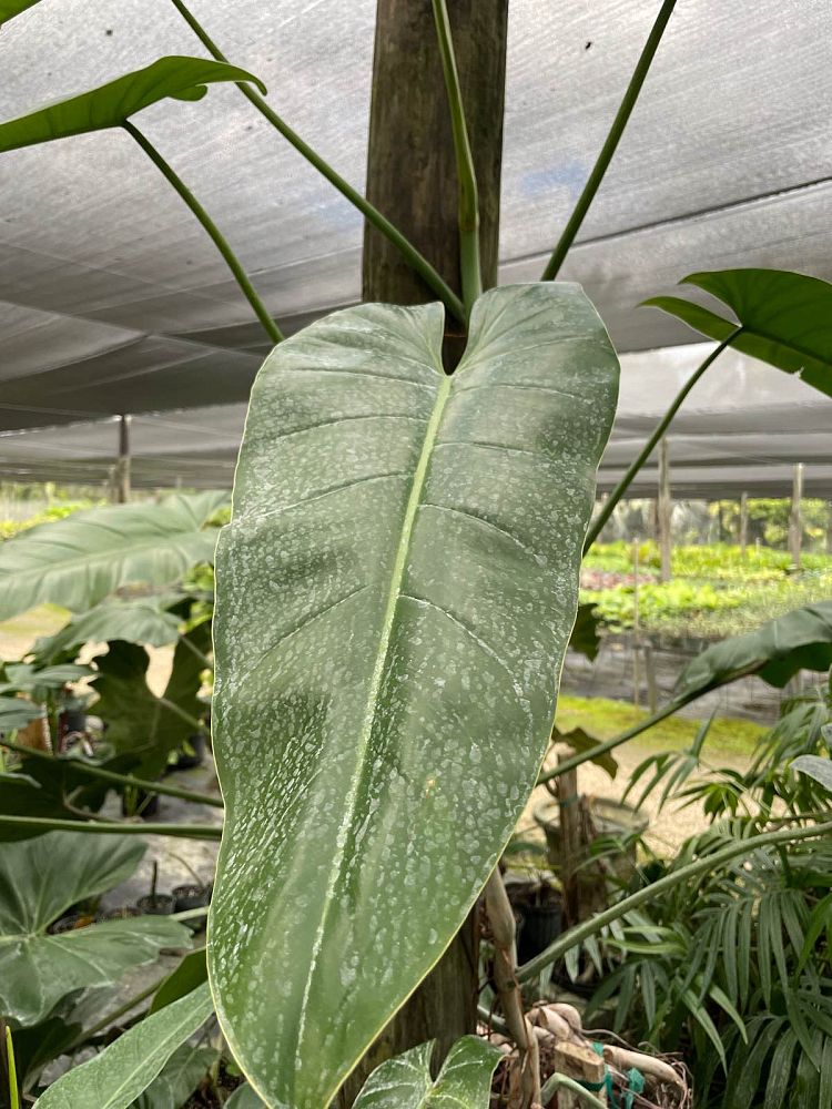 philodendron-sagittifolium
