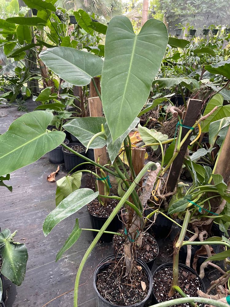 philodendron-sagittifolium