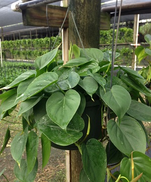 philodendron-scandens-oxycardium-philodendron-cordatum