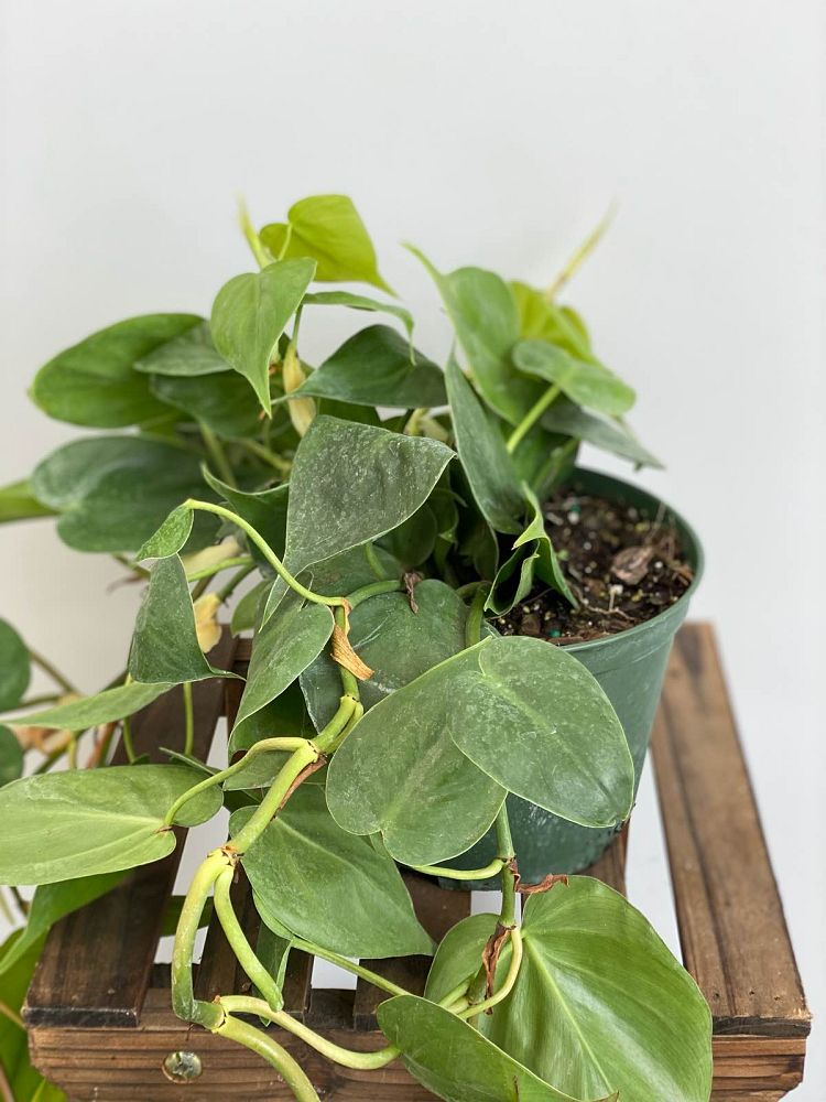philodendron-scandens-oxycardium-philodendron-cordatum