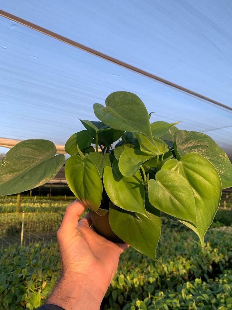 philodendron-scandens-oxycardium-philodendron-cordatum
