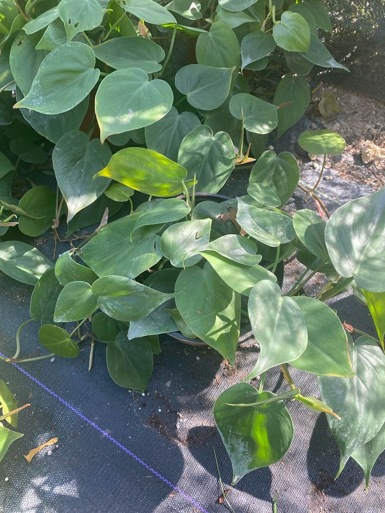 philodendron-scandens-oxycardium-philodendron-cordatum