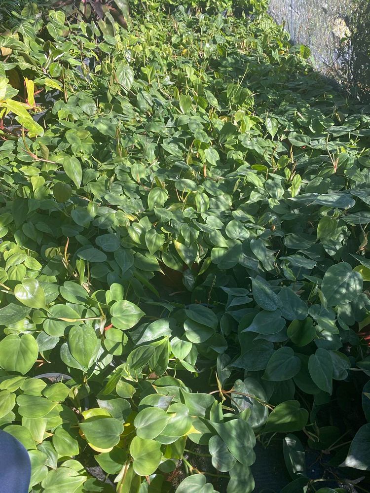 philodendron-scandens-oxycardium-philodendron-cordatum