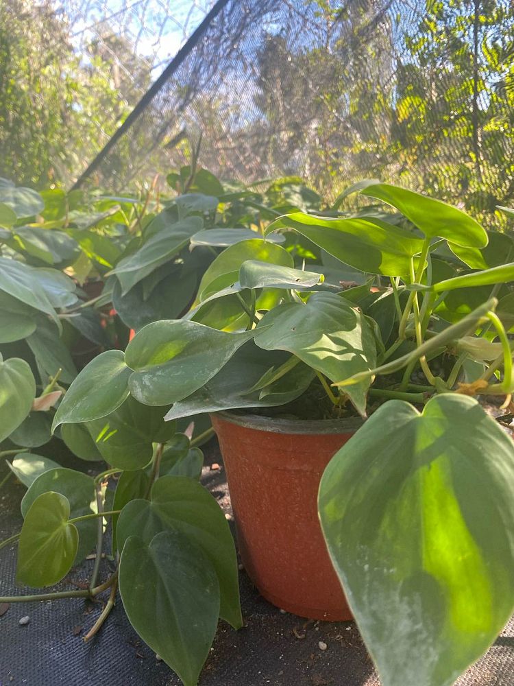 philodendron-scandens-oxycardium-philodendron-cordatum