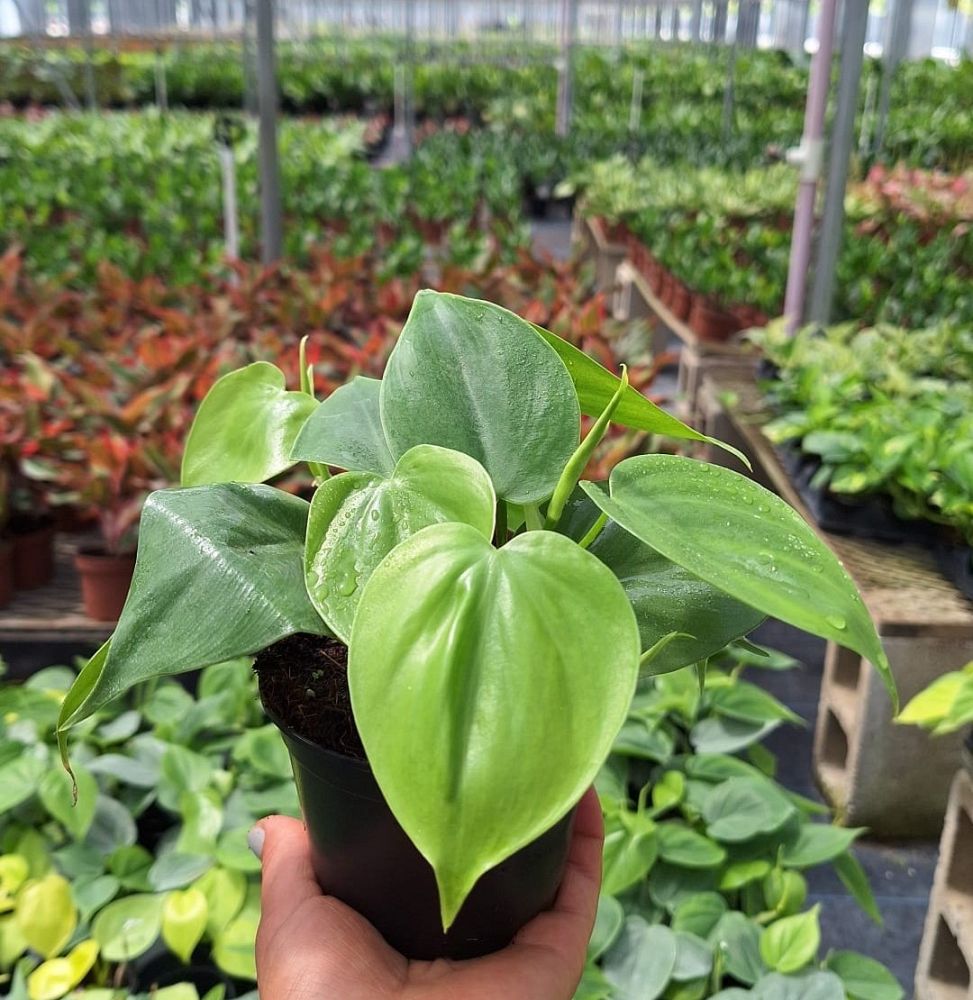 philodendron-scandens-oxycardium-philodendron-cordatum