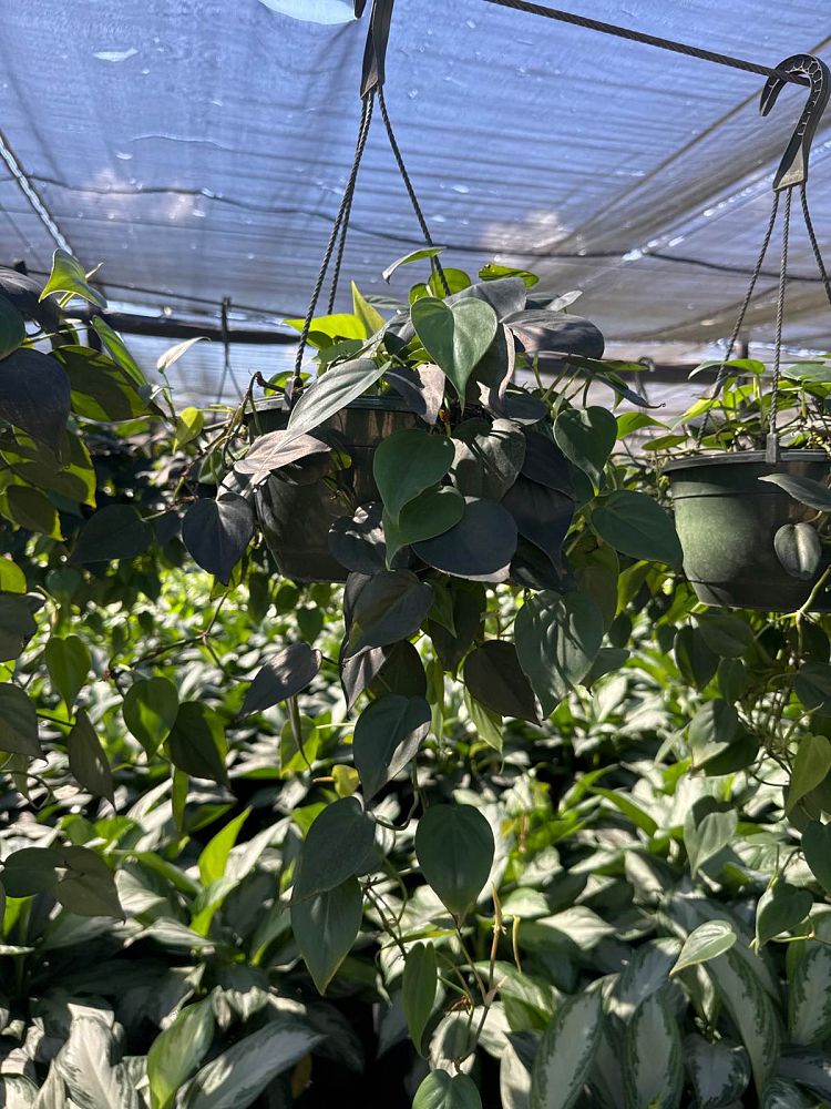 philodendron-scandens-oxycardium-philodendron-cordatum