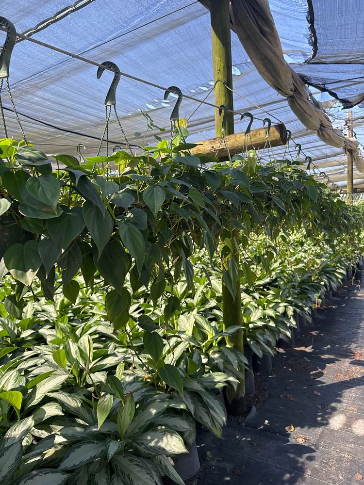 philodendron-scandens-oxycardium-philodendron-cordatum