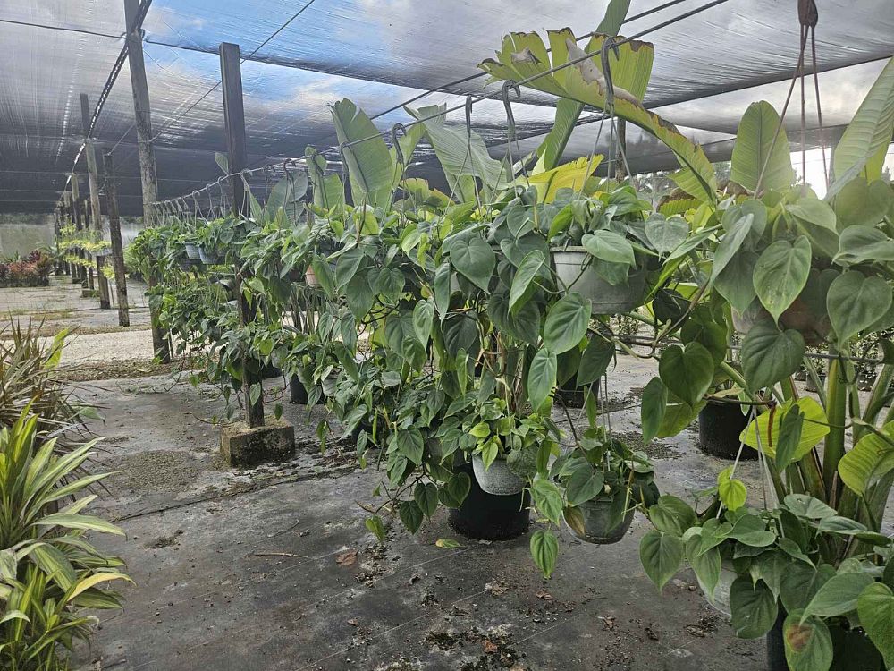 philodendron-scandens-oxycardium-philodendron-cordatum