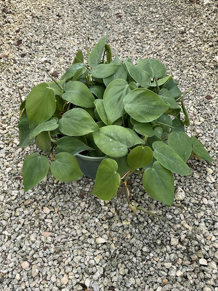 philodendron-scandens