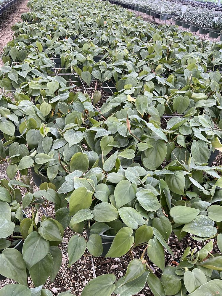 philodendron-scandens