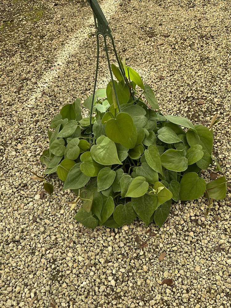 philodendron-scandens