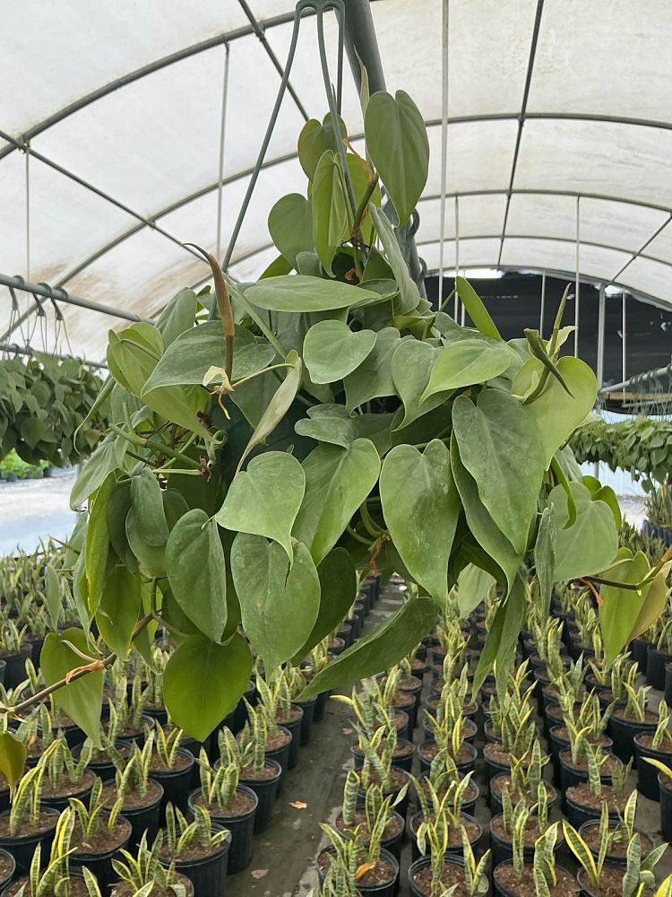 philodendron-scandens