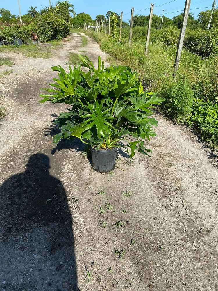 philodendron-selloum-selloum