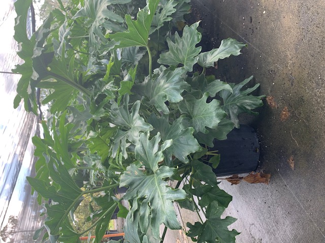 philodendron-selloum-selloum
