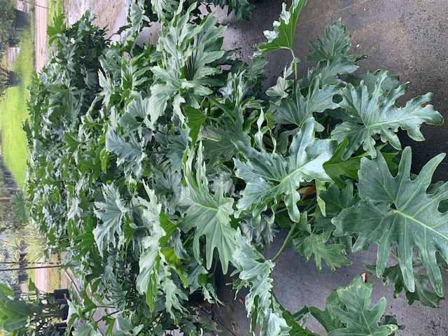 philodendron-selloum-selloum
