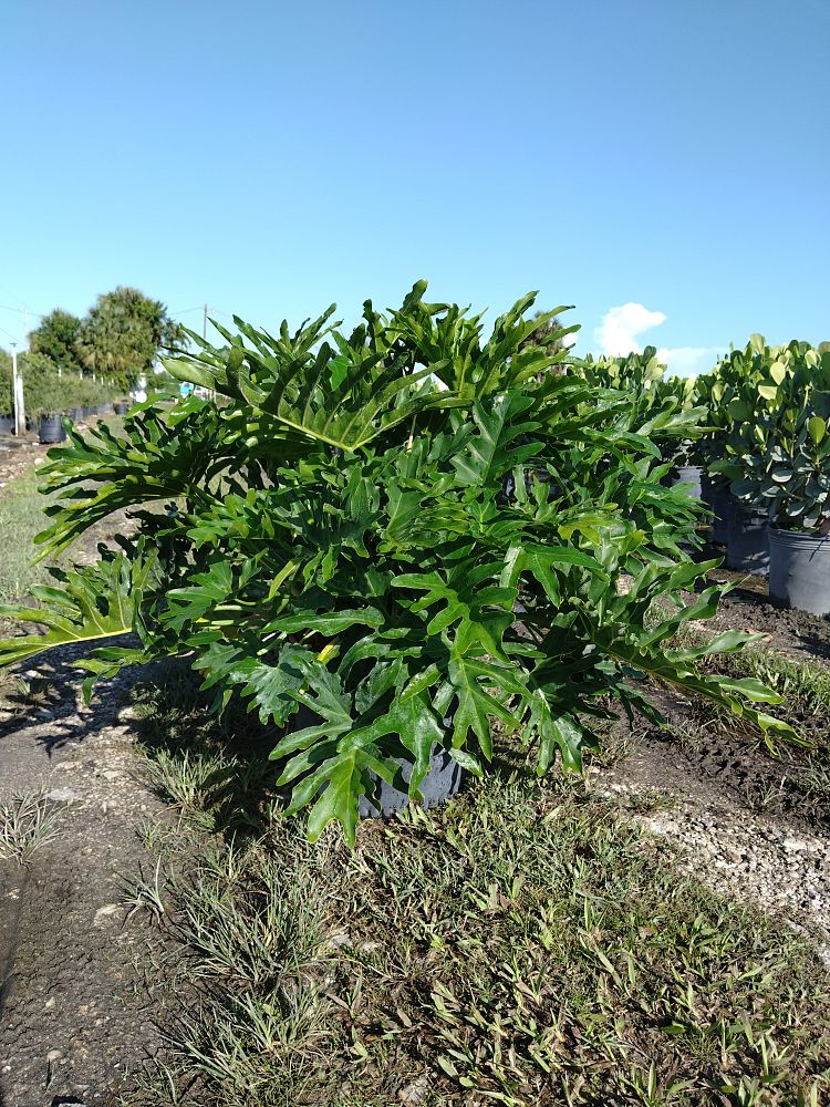 philodendron-selloum-selloum