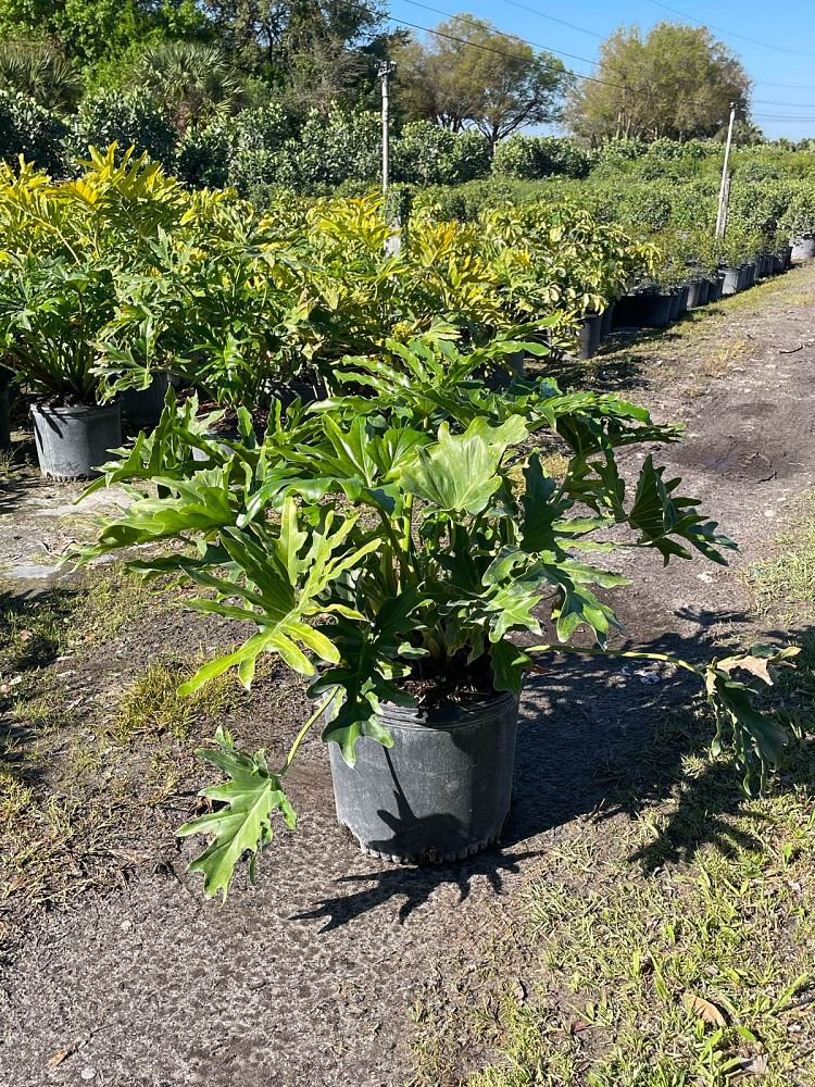 philodendron-selloum-selloum
