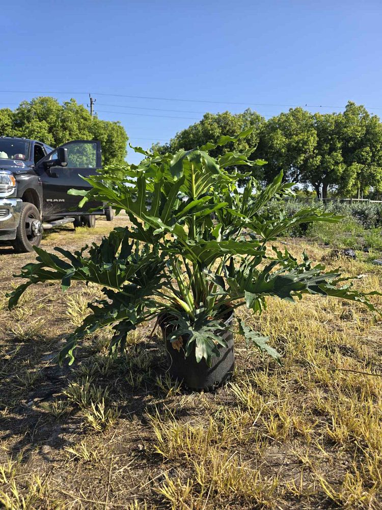philodendron-selloum-selloum