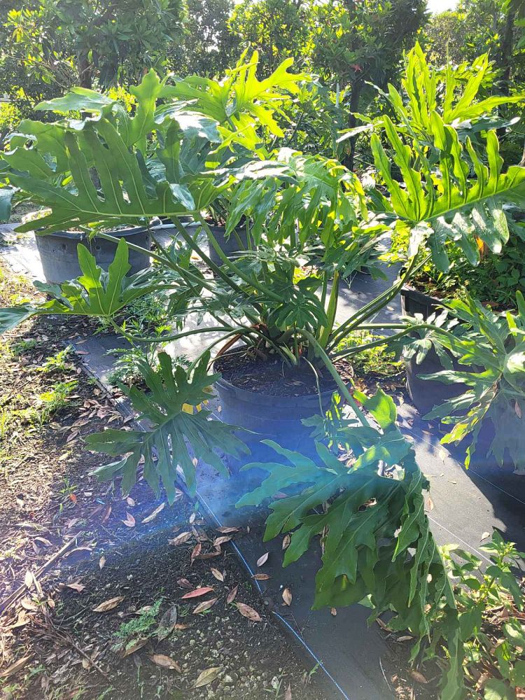 philodendron-selloum-selloum